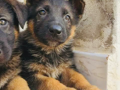 German Shepherd – Birrong