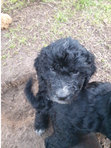 Bordoodle – Woodanilling