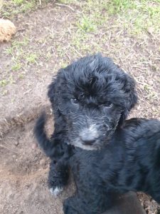 Bordoodle – Woodanilling