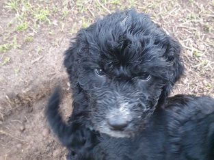 Bordoodle – Woodanilling