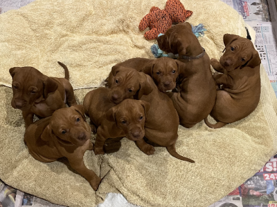 Hungarian Vizsla – Bendigo