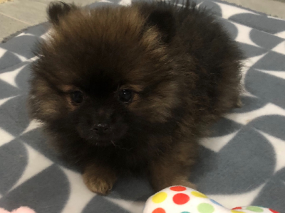 Pomeranian – Victoria Park