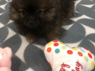 Pomeranian – Victoria Park