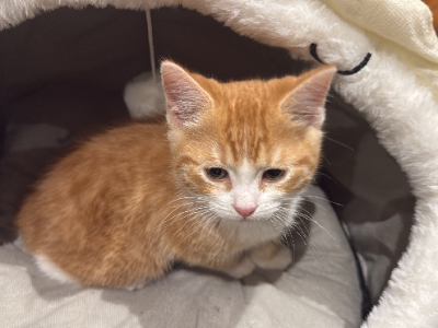 British Shorthair – Dee Why