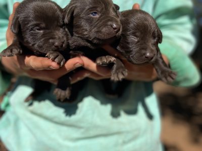 Kelpie Cross Labrador – Stafford