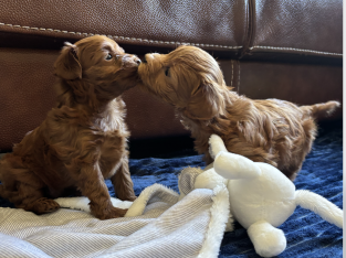 Toy Moodle – Marayong