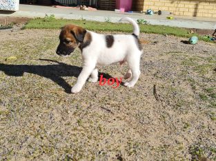 Fox Terrier – Woorree