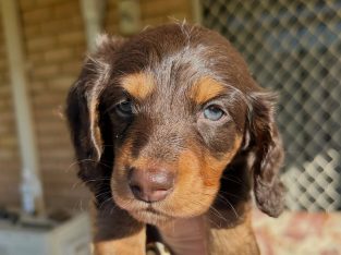 Miniature Dachshund – Waikiki