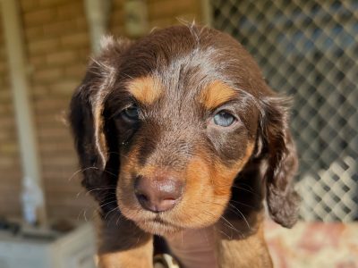 Miniature Dachshund – Waikiki