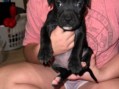 American Staffordshire Bull Terrier – Byford