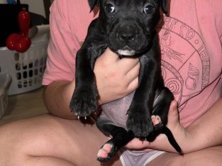 American Staffordshire Bull Terrier – Byford