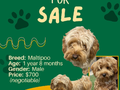 Moodle – Point Cook