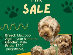 Moodle – Point Cook