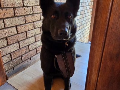 Dogs – Mount Pritchard