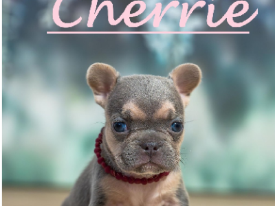 French Bulldog – Ashtonfield