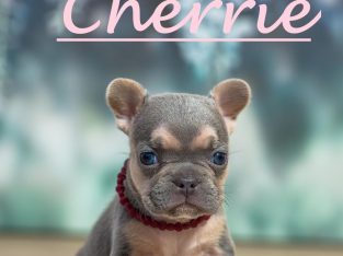 French Bulldog – Ashtonfield