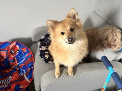 Pomeranian – Bateau Bay