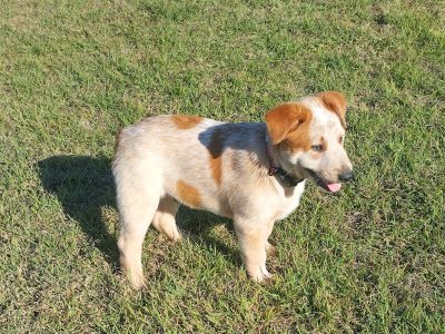 Australian Stumpy Tail Cattle Dog – Aramara