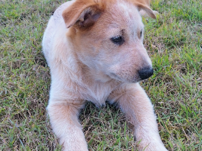 Australian Stumpy Tail Cattle Dog – Aramara
