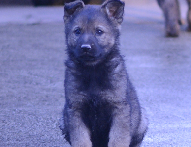 German Shepherd – Research