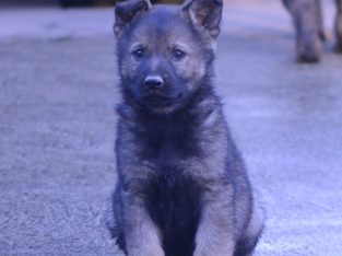 German Shepherd – Research