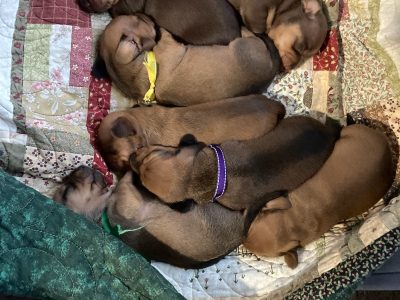 Dachshund – Kilkivan