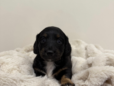 Dachshund – Wellington Point