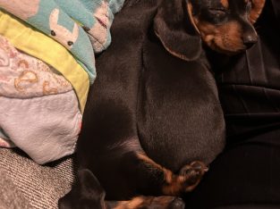 Miniature Dachshund – Amber Louison-Suwal