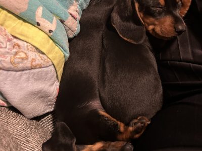 Miniature Dachshund – Amber Louison-Suwal