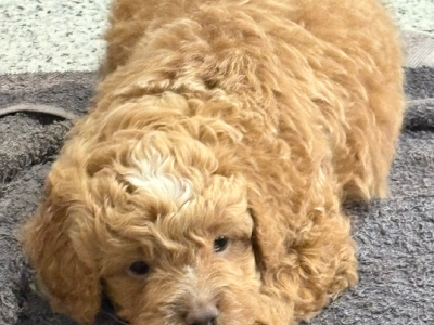 Cavoodle – Rutherford