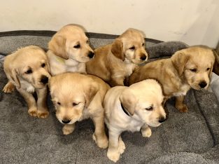 Labradoodle – Cranbourne West