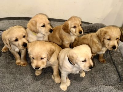 Labradoodle – Cranbourne West