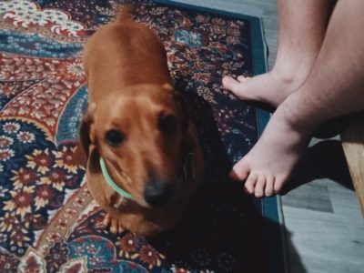 Miniature Dachshund – Salisbury Park