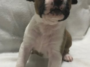 American Staffordshire Bull Terrier – Yankalilla