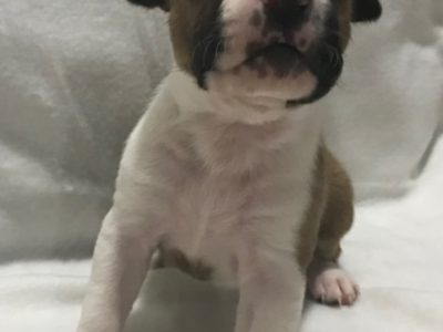 American Staffordshire Bull Terrier – Yankalilla