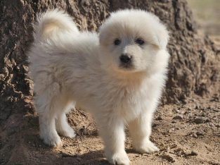 Maremma Sheepdog – Gulgong