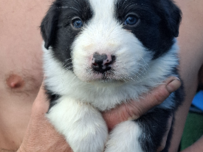 Border Collie – Mount Isa City