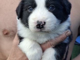 Border Collie – Mount Isa City