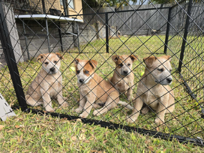 Australian Cattle Dog – Peak Crossing