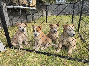 Australian Cattle Dog – Peak Crossing