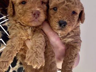 Toy Poodle – Caroline Springs