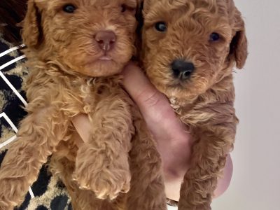Toy Poodle – Caroline Springs