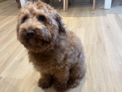 Cavoodle – Wellington Point