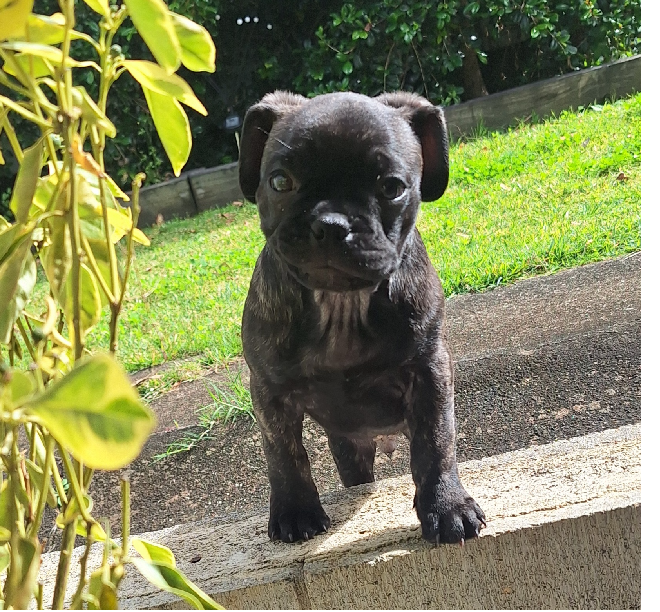Bulldog Mix Black Tan French Bulldog For Sale Mini French French