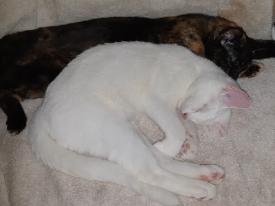 Domestic Short Hair (DSH) – North Richmond