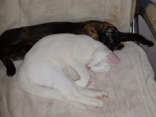 Domestic Short Hair (DSH) – North Richmond