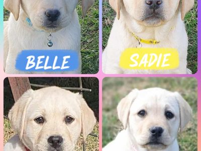 Labrador Retriever – Bathurst