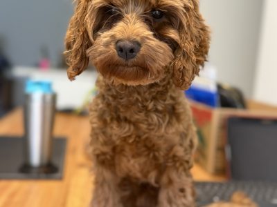 Cavoodle – Harkaway