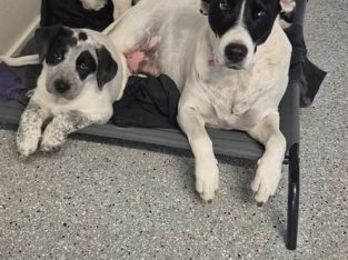 Australian Cattle Dog – Mountain Creek