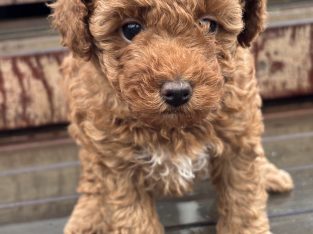 Toy Poodle – Yarra Ranges